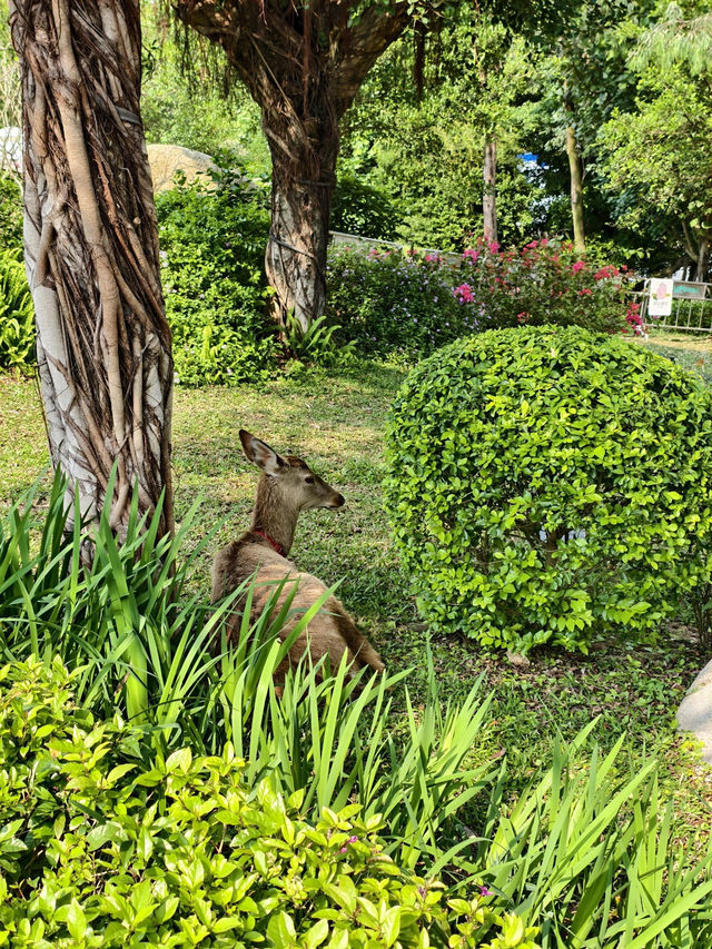 🌷珠海春日 | 花海棧道奇幻之旅，速來解鎖✨