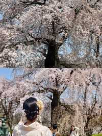日本大阪賞櫻‖打卡避坑攻略