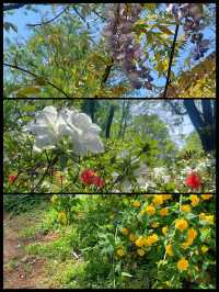 春日賞花｜上海共青森林公園遊覽攻略