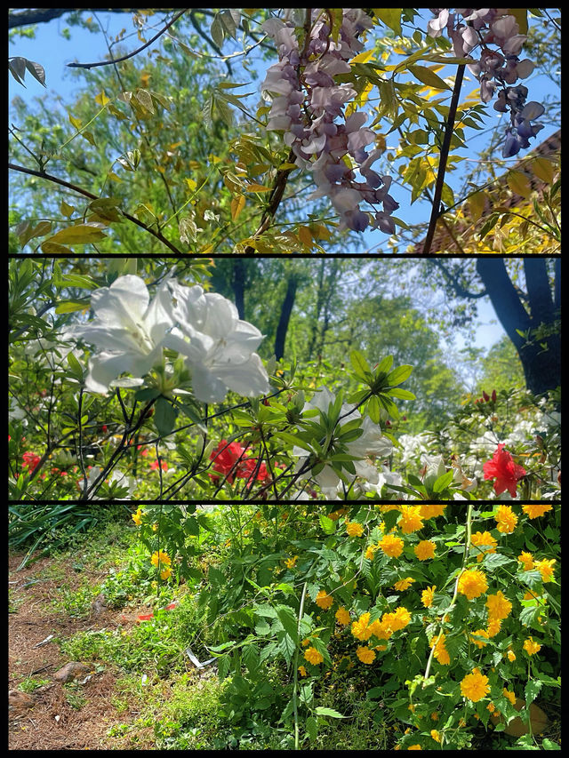 春日賞花｜上海共青森林公園遊覽攻略