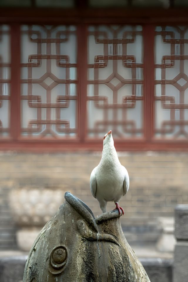 西安｜繡球花開大興善寺裡的春和景明