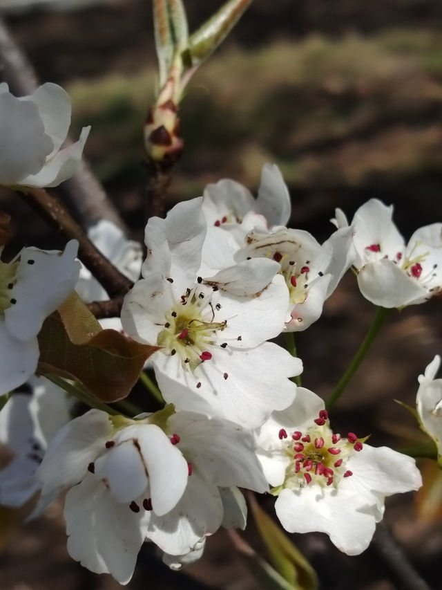 金川梨花 | 3月闖入川西的雪白仙境