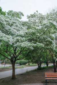 春雨限定 | 在紫竹院邂逅一場江南煙雨夢