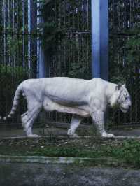上方山森林動物世界：萌趣之旅