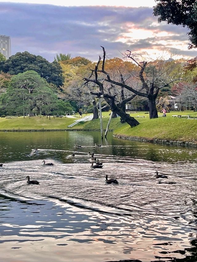 東京小石川後樂園交通攻略：輕鬆抵達江戶風情的日式庭園  
