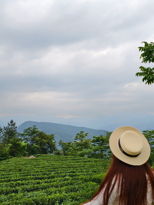成都2.5小時直達｜住進樂山茶山的綠色夢境，治癒都市焦慮