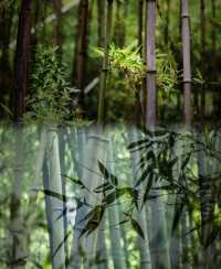 洛陽周邊小眾秘境 |王府竹海:現實仙境