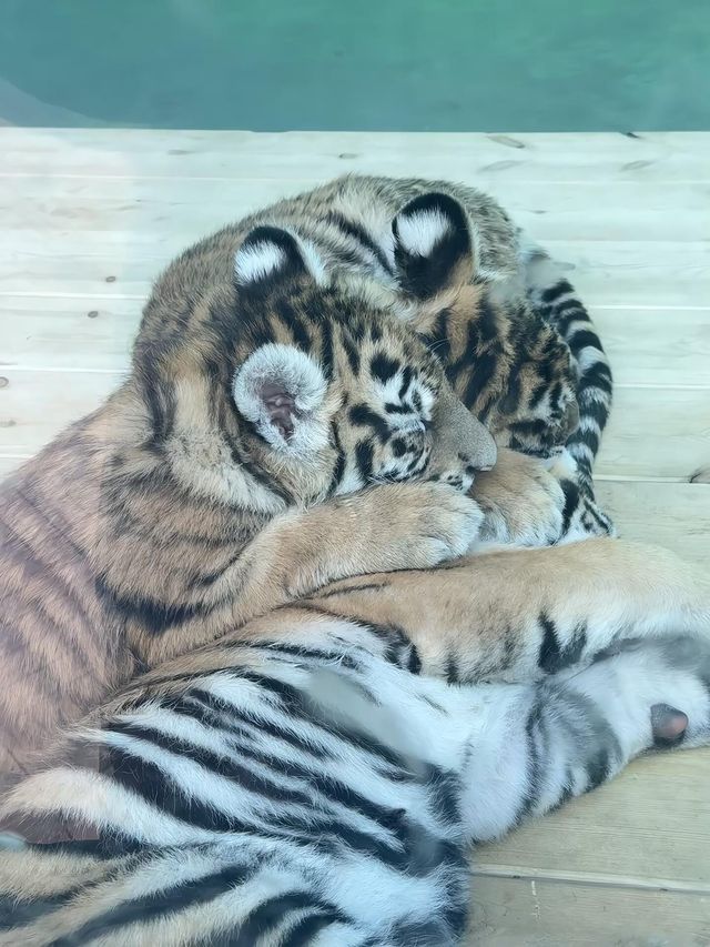 洛陽·宜陽｜竟然藏咗一個咁好玩嘅動物園！
