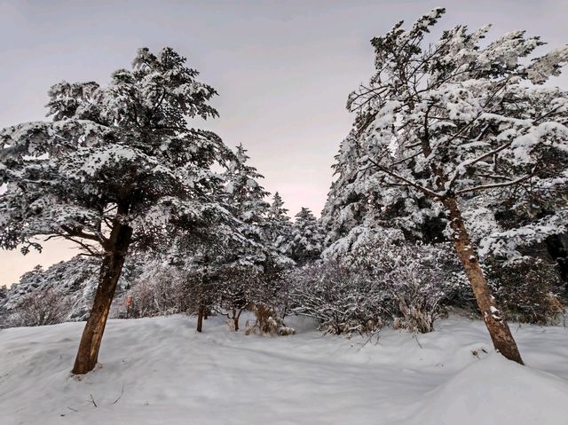峨眉山旅遊攻略︱探秘佛教聖地與自然奇觀