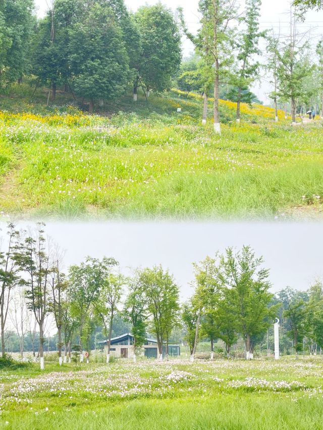 夏日消暑指南：黃昏去濕地公園追一場橘子味日落啦！