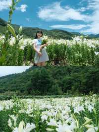 福州限定浪漫！呢片高過人嘅百合花海藏唔住啦～