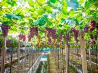 The grapes here are exceptionally good.