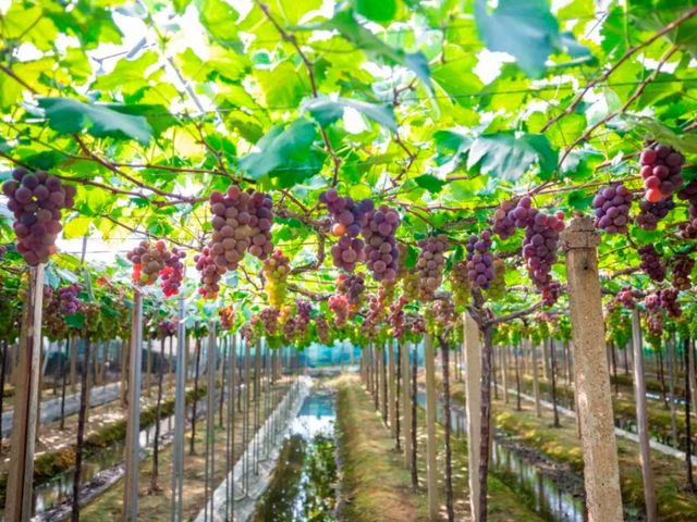 The grapes here are exceptionally good.