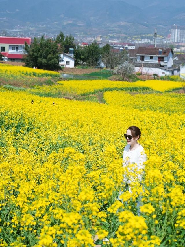 誤入油畫世界｜門源油菜花海，每一幀都是壁紙