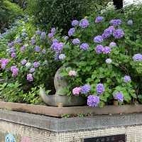 【東京賞繡球花秘地！多摩川台公園人少花又多～】