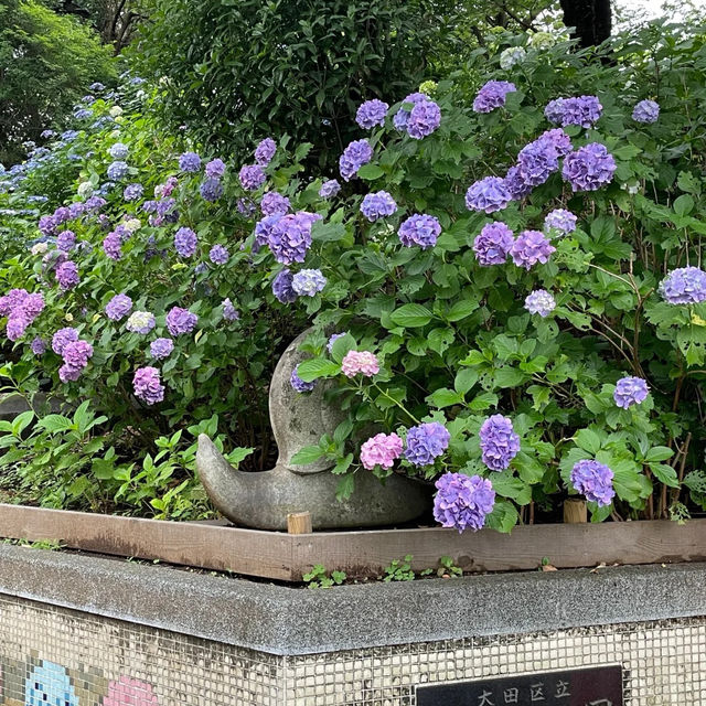 【東京賞繡球花秘地！多摩川台公園人少花又多～】