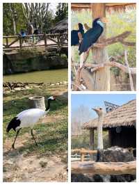 柳州動物園絕對係帶小朋友放電嘅家庭寶藏地，呢度動物種類豐富，有呆萌嘅大熊貓、精靈嘅小猴子，仲有精彩嘅動物表演