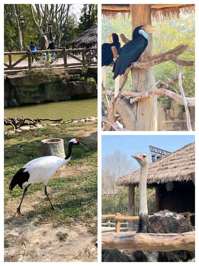 柳州動物園絕對係帶小朋友放電嘅家庭寶藏地，呢度動物種類豐富，有呆萌嘅大熊貓、精靈嘅小猴子，仲有精彩嘅動物表演