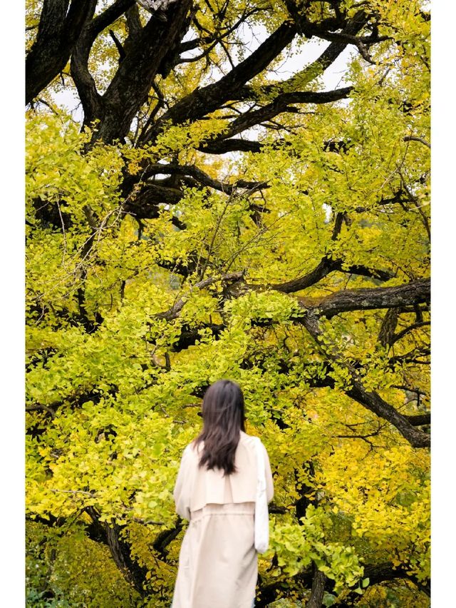 白雲白岩寨：600年布依隱世秘境