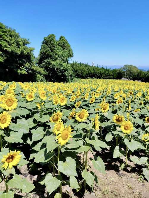 Kim Kyoung Sook Sunflower Farm Tickets [2025] Promos, Prices