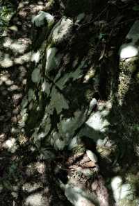 福州森林公園全攻略
