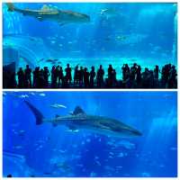 🦈沖繩必看!美麗海水族館鯨鯊近距離攻略