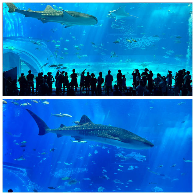 🦈沖繩必看!美麗海水族館鯨鯊近距離攻略 🦈沖繩必看!美麗海水族館鯨鯊近距離攻略