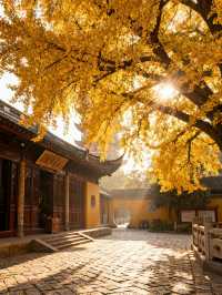 蘇州銀杏季保姆級攻略|在江南秋意裡,赴一場金黃之約