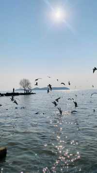 夕陽下與海鷗共舞