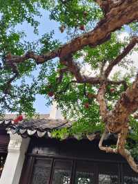 蘇州小眾秘境！怡園百年石榴樹也太出片了吧