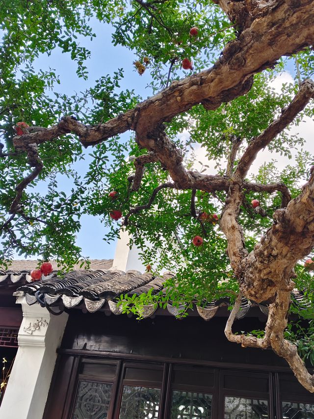 蘇州小眾秘境！怡園百年石榴樹也太出片了吧