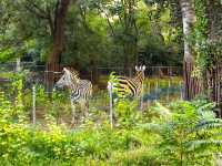 濟南動物園新晉頂流！2個月的小象寶寶必看，治癒一切不開心！