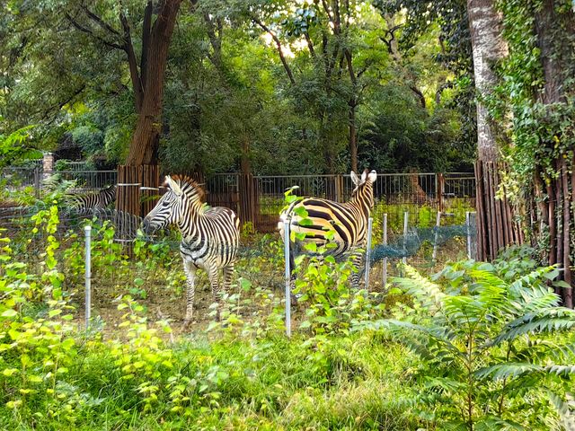 濟南動物園新晉頂流！2個月的小象寶寶必看，治癒一切不開心！