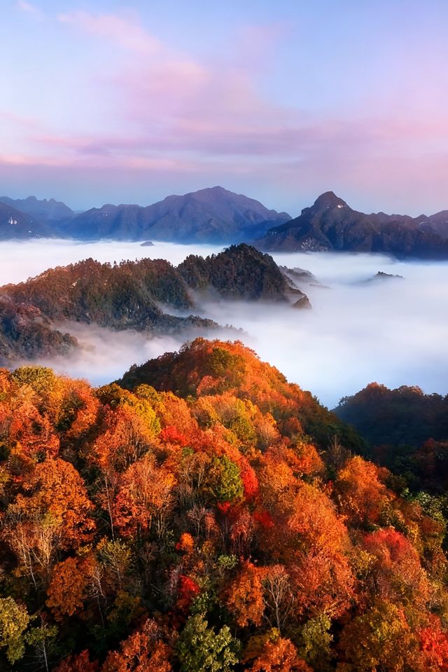 救命光霧山的秋天真的美哭我了