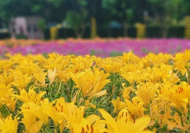 音樂百花谷：邂逅花海萌寵，共赴夜場夢幻之約