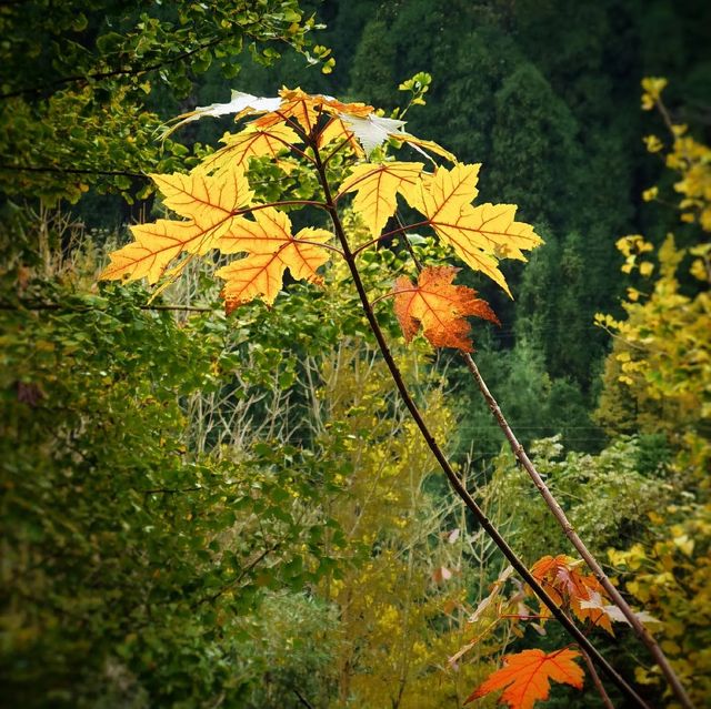紅峽谷秋日野趣攻略