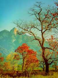 紅橙黃綠 ，最美秋天