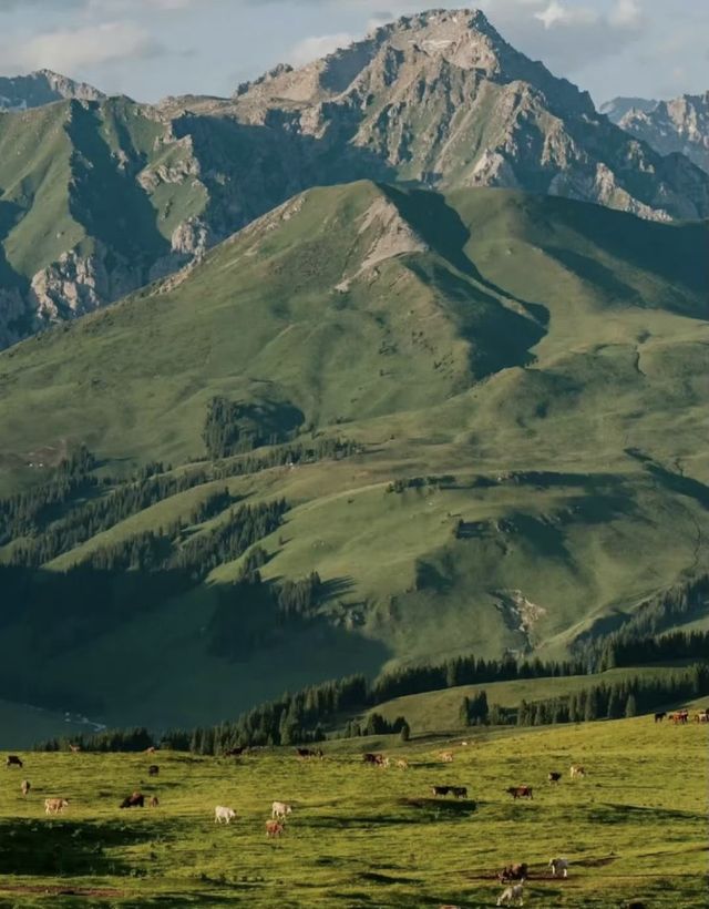 高山草原度假指南 高山草原度假指南