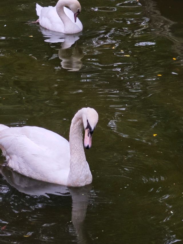週末動物園逛吃指南 | 國寶熊貓VS火烈鳥超模,萌翻全場的動物大 週末動物園逛吃指南 | 國寶熊貓VS火烈鳥超模,萌翻全場的動物大