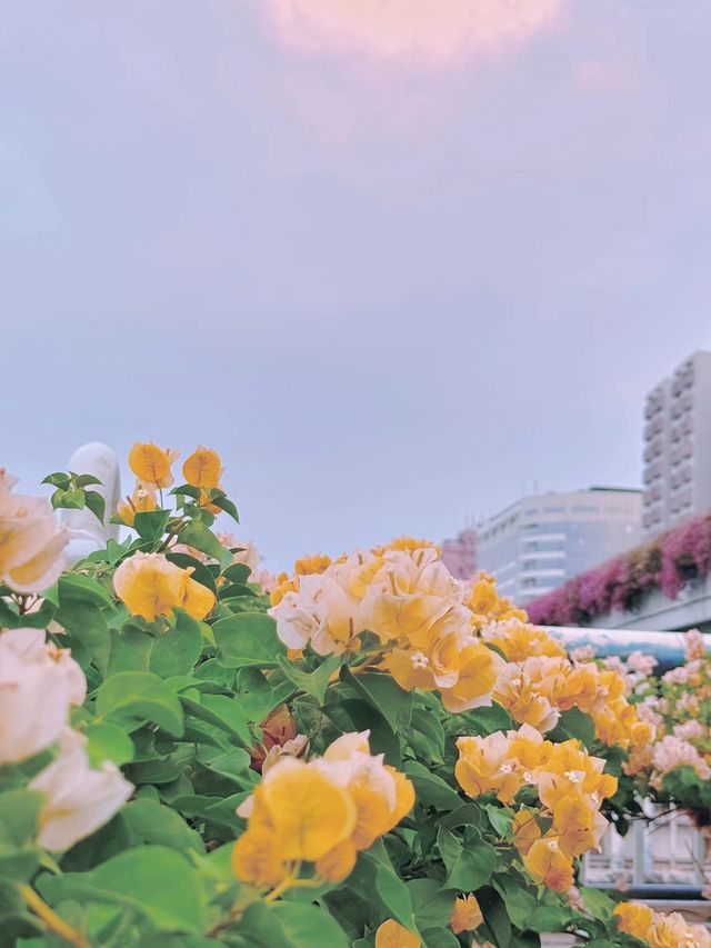 接下來的廣州，滿城花開