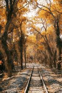 塔里木胡楊林國家森林公園一日遊攻略
