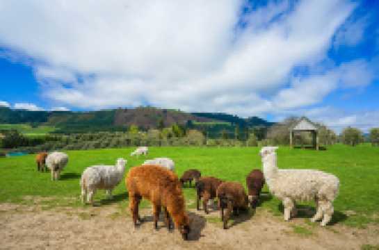 秋遊澳新兩國這篇攻略不看虧大