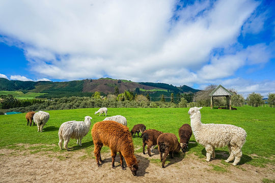 秋遊澳新兩國這篇攻略不看虧大