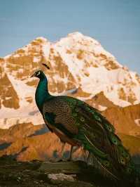 帶娃逃離城市！喇叭河秋日秘境太好逛了