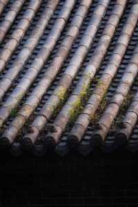 登封最佳銀杏拍攝地