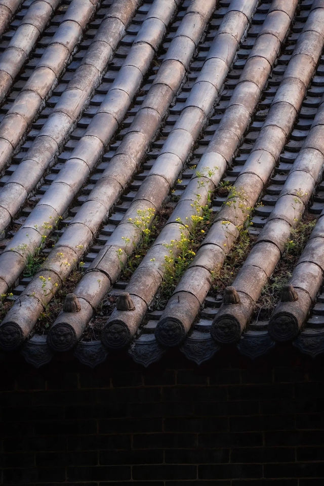 登封最佳銀杏拍攝地