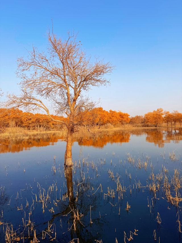 金色童話胡楊林秘境 金色童話胡楊林秘境