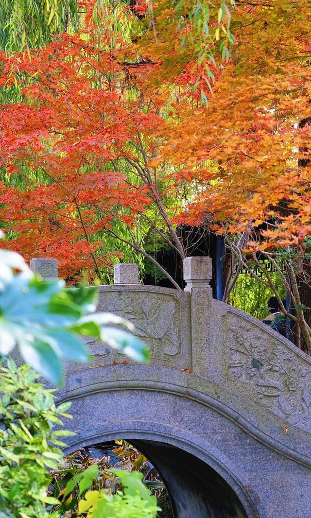 落葉像雪一樣的季節