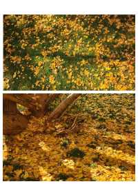 會澤的秋，打翻了的調色盤