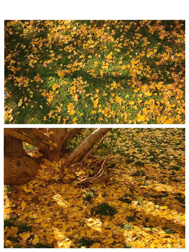 會澤的秋，打翻了的調色盤